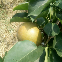 鲁山县金果品种梨，黄金梨口感好