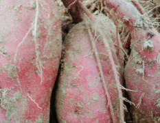 杞县瓜农社团：本地的商薯19十月份大量上市