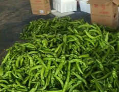 山东青州辣椒主要品种有黑黄线椒，陇椒