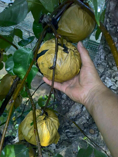 今天雨水好，梨子個(gè)頭大口感脆甜