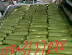 昌黎西葫芦大量上市，品种有绿瓜