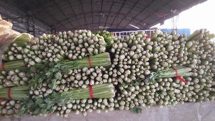 沂南县大棚芹菜已经大量上市