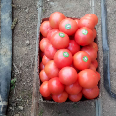 安徽宿州泗县普罗旺斯西红柿，果型好