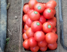 安徽宿州泗县普罗旺斯西红柿，果型好