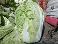 青州白菜今年种植面积增大 价格很低质量好