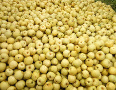 全国的新老客户，万亩酥梨直销产地大量上市