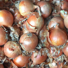 宁安洋葱 本地大量洋葱上市，质优价廉