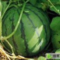 辽宁省新民市红旗乡7月份陆地西瓜上市