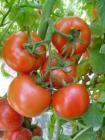 山东日照：我基地西红柿，长豆角已上市
