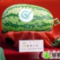 内蒙古通辽：京欣、冠龙(深花,浅花)、西农8号