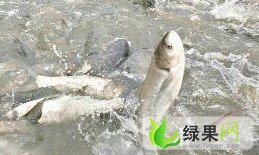 供应上市万斤淡水鱼（草鱼,白莲,黄牙头,鲤鱼等）