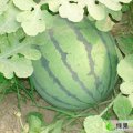 临朐大棚西瓜基地京欣9月20日装车0.35