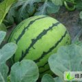山东泗水乔志国：5-7月有优质大棚西瓜