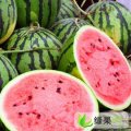 中国西瓜第一镇欢迎您 供京欣、鲁青西瓜和豆角