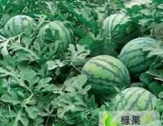 河北保定清苑县万亩优质西瓜大量上市