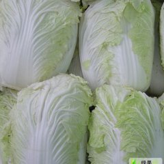 2011.10月22日河南通许县大白菜价格：0.20-0.30元/斤	