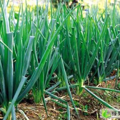 11月10日山东平度各类新鲜蔬菜价格行情