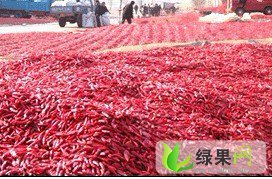 运城朝天椒品种多，产量在1000万公斤以上