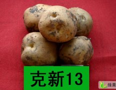 讷河优质脱毒马铃薯精品0.18元~0.25元/斤
