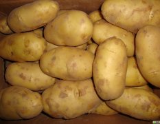 内蒙荷兰土豆0.44元每斤，可做种薯也可做菜豆