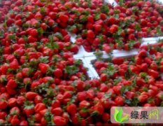 江苏邳县港上镇万亩草莓基地价格在8毛到1.5元
