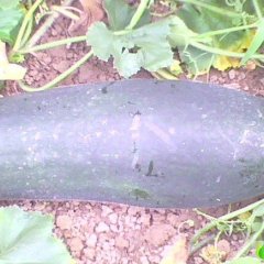 钟祥市绿之桥蔬菜种植专业合作社黑、白皮冬瓜