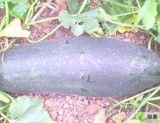 钟祥市绿之桥蔬菜种植专业合作社黑、白皮冬瓜