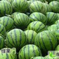中国西瓜第一镇—山东莘县董杜庄镇西瓜上市