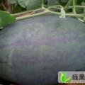 宜城王集供：黑美人，花瓜，黑金刚
