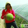自己家的东台西瓜在五月即将成熟