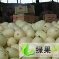 费县刘女士  西瓜、甜瓜大量上市
