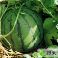 砀山京欣类2号·双星等品种西瓜已成熟了
