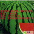 安徽省砀山县程庄镇京欣西瓜6--7月份上市