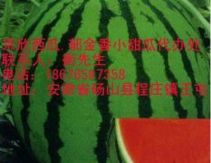 安徽省砀山县程庄镇京欣西瓜6--7月份上市