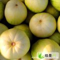 河北西瓜基地公司常年供应西瓜、甜瓜
