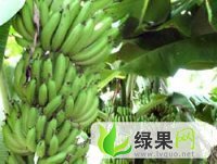 云南高原香蕉生态种植基地