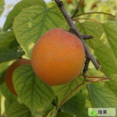 蒙阴金太阳甜杏供应时间6-7月份