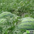 河北省西瓜收购市场清苑县的西瓜大量上市了