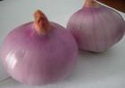 大量红皮洋葱待售 个大 长势好！