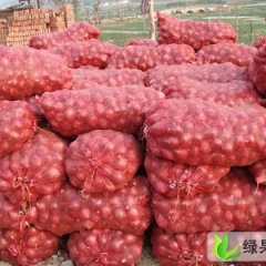 山东洋葱喜获丰收，价格好低