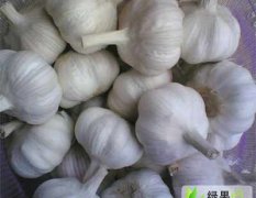 山东济阳县代办百亩大蒜 个大 品质