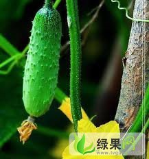 北宅黄瓜产在风景秀丽的崂山，已经上市啦！！