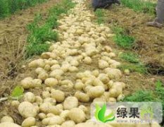 河北秦皇岛马铃薯品种齐全，代办老刘欢迎您！