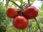 安阳代办周陆现 常年出售番茄