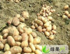 大荔1000亩荷兰15土豆 7月1日上市