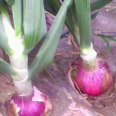 河南焦作早熟洋葱，量大从优