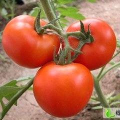 山东潍坊夏季西红柿闪亮登场