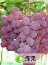 湖北公安县埠河6月-7月有大量葡萄上市