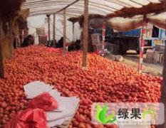 山东费县李永亮：大量供应粉红西红柿
