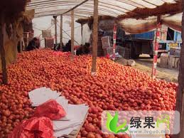 山东费县李永亮：大量供应粉红西红柿